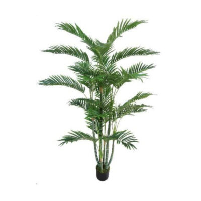 6 FT ARECA PALM (72”1155LVS)