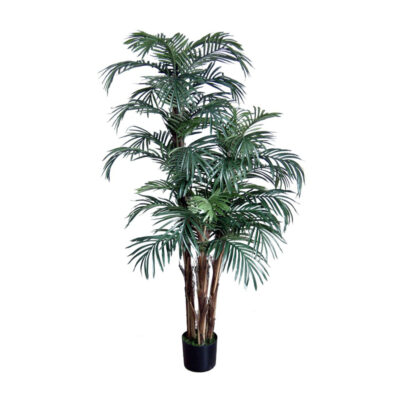 6FT KENYA STYLE ROBELLINI PALM