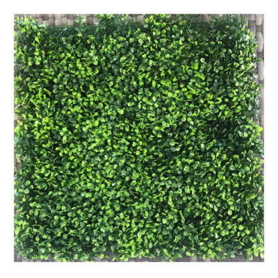 BOXWOOD VERIGATED
