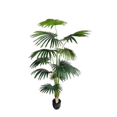 PALM FAN